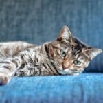 brown tabby cat lying on blue textile