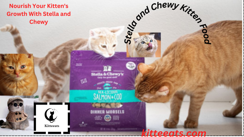 Nourish Your Kitten's Growth With Stella and Chewy Kitten Food