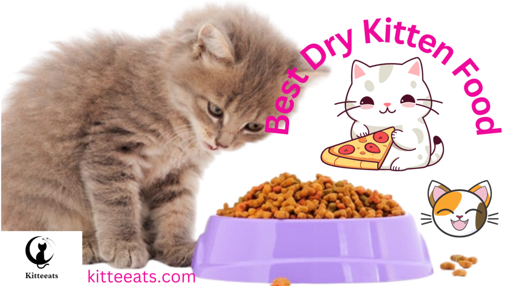 Dry Kitten Food