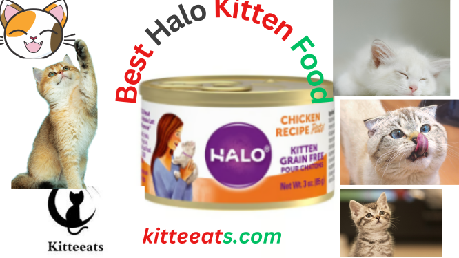 Halo Kitten Food