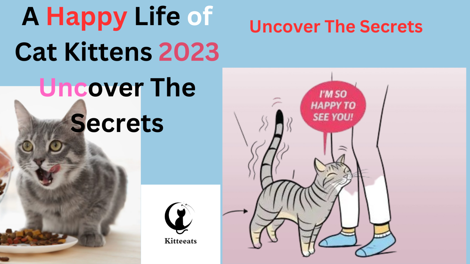 A Happy Life of Cat Kittens 2023 Uncover The Secrets