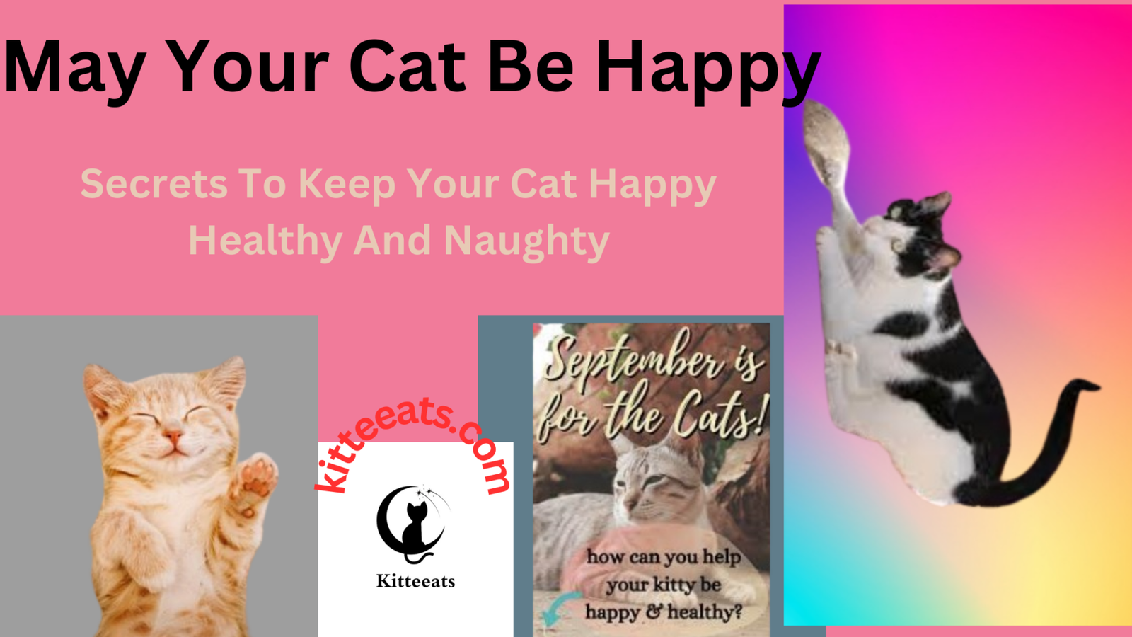 May Your Cat Be Happy