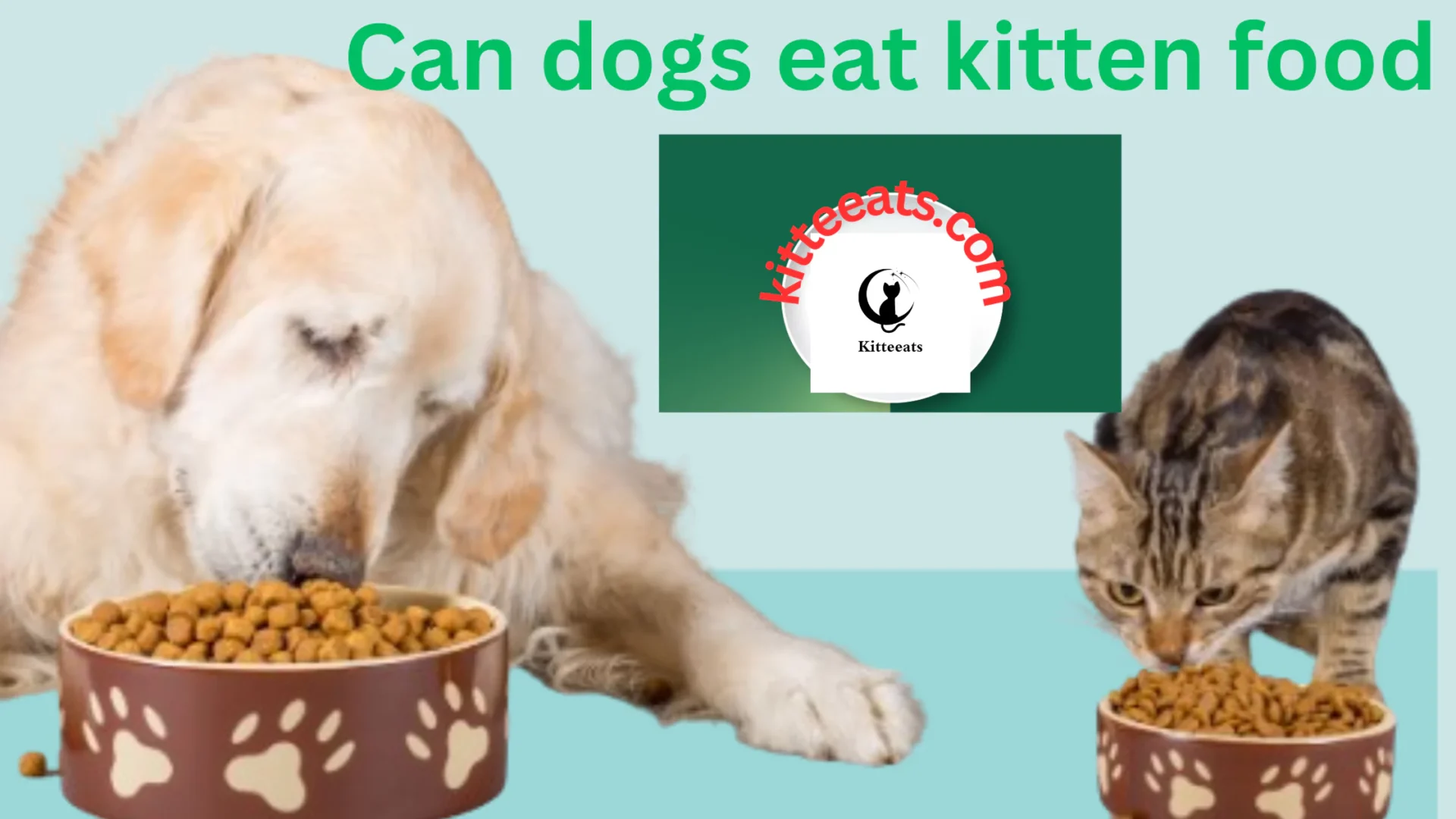 Can Dogs Eat Kitten Food